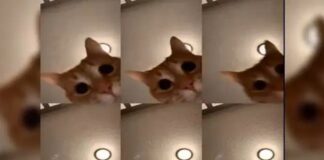 mrsandmanchallenge-reto-viral-animales